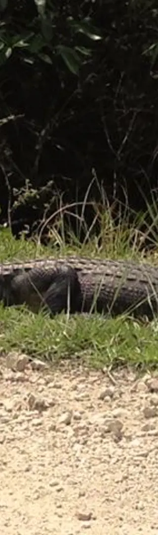 Everglades